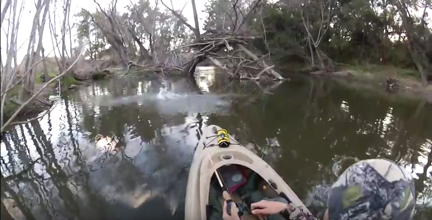 VIDEO: Boom! Murray cod surface action